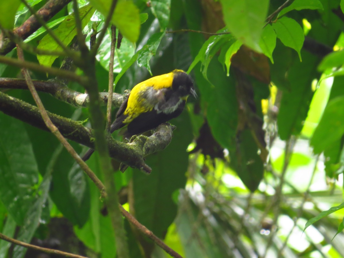 White-shouldered Tanager - Josué Álvarez castro