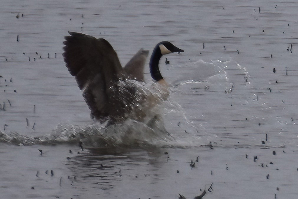 Canada Goose - ML610187169