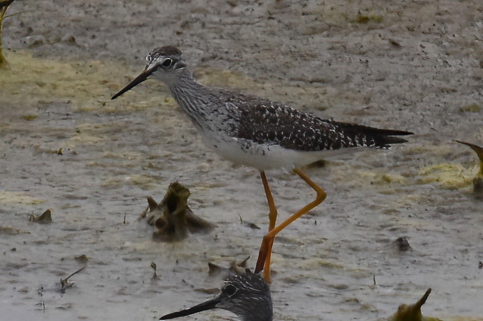 Lesser Yellowlegs - ML610187198