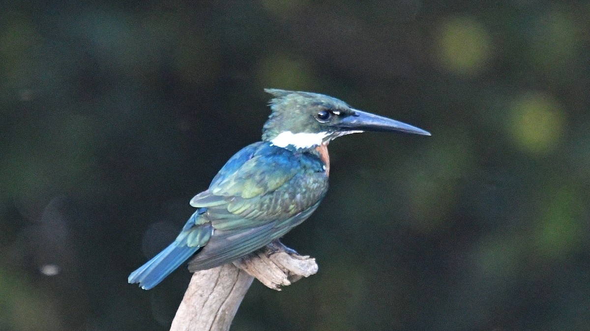 Amazon Kingfisher - ML610187237