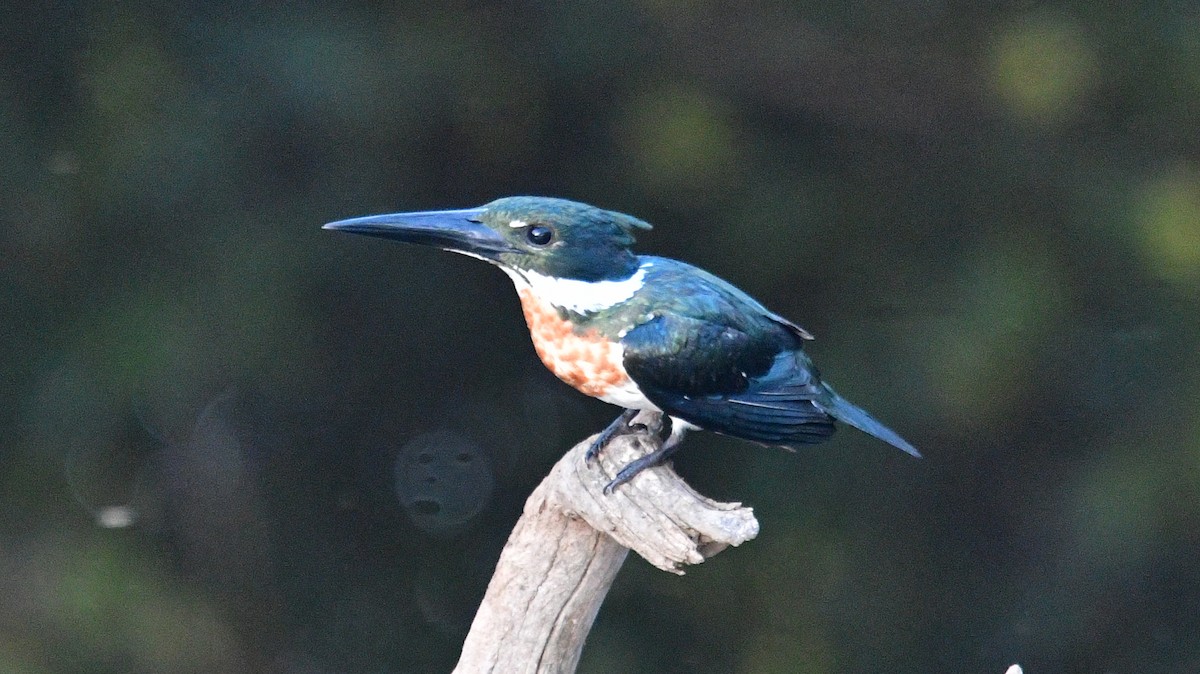 Amazon Kingfisher - ML610187238