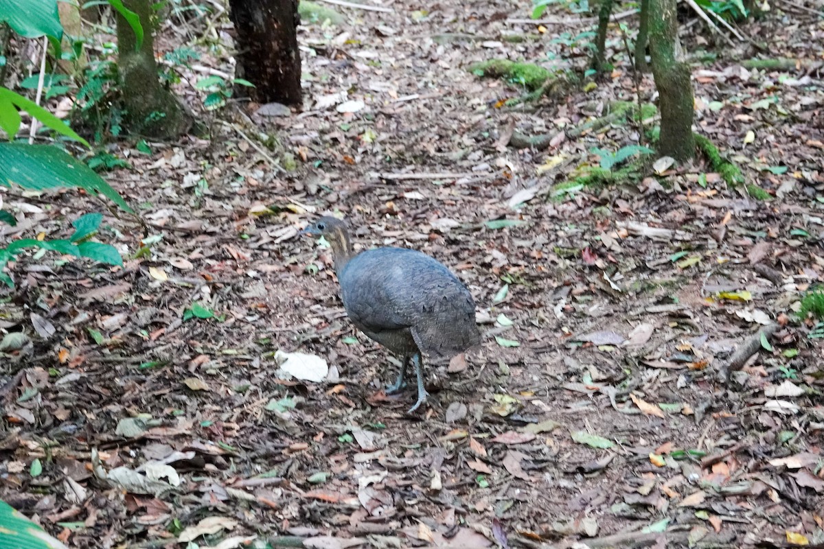 Solitary Tinamou - ML610187261