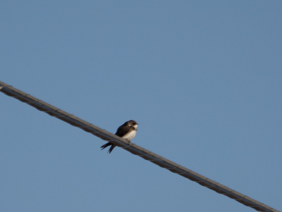 Bank Swallow - ML610187307