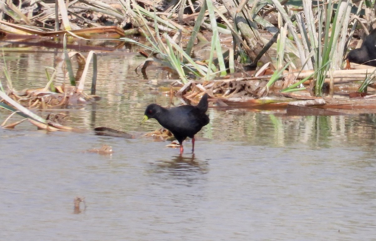 Black Crake - Marie Furnish