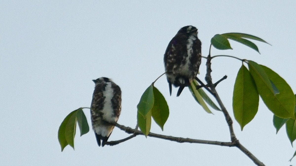 White-browed Purpletuft - ML610187345