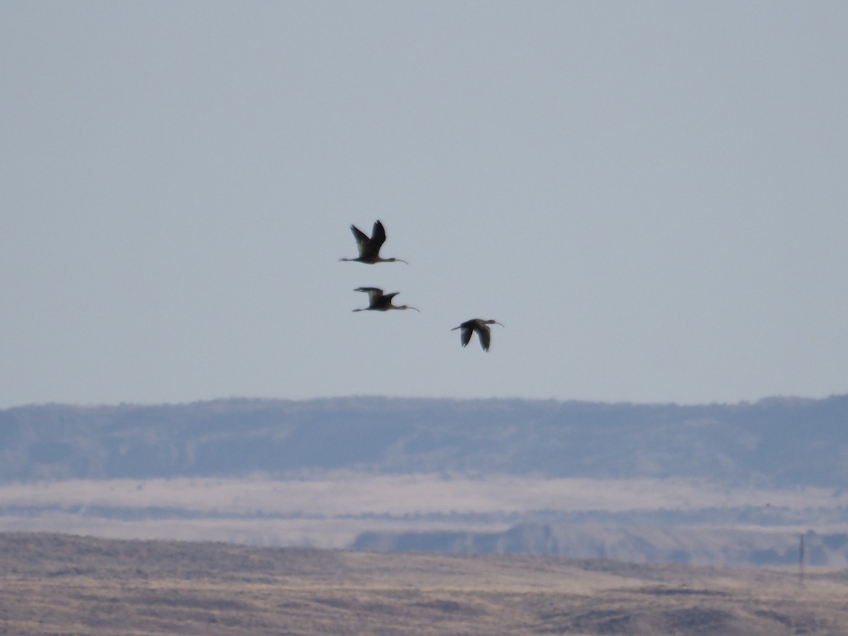 White-faced Ibis - ML610187364