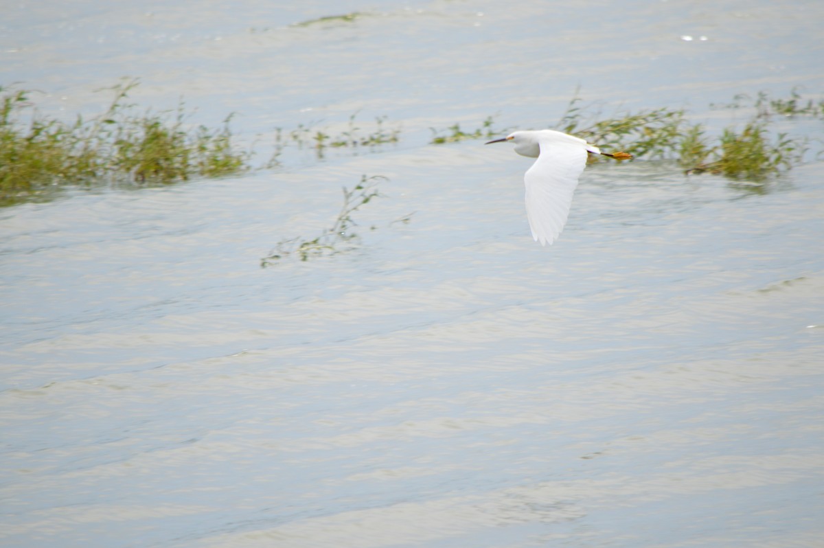 Snowy Egret - ML610187376