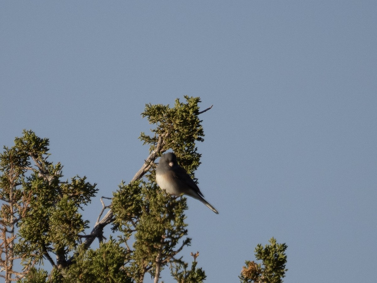 Junco Ojioscuro - ML610187389