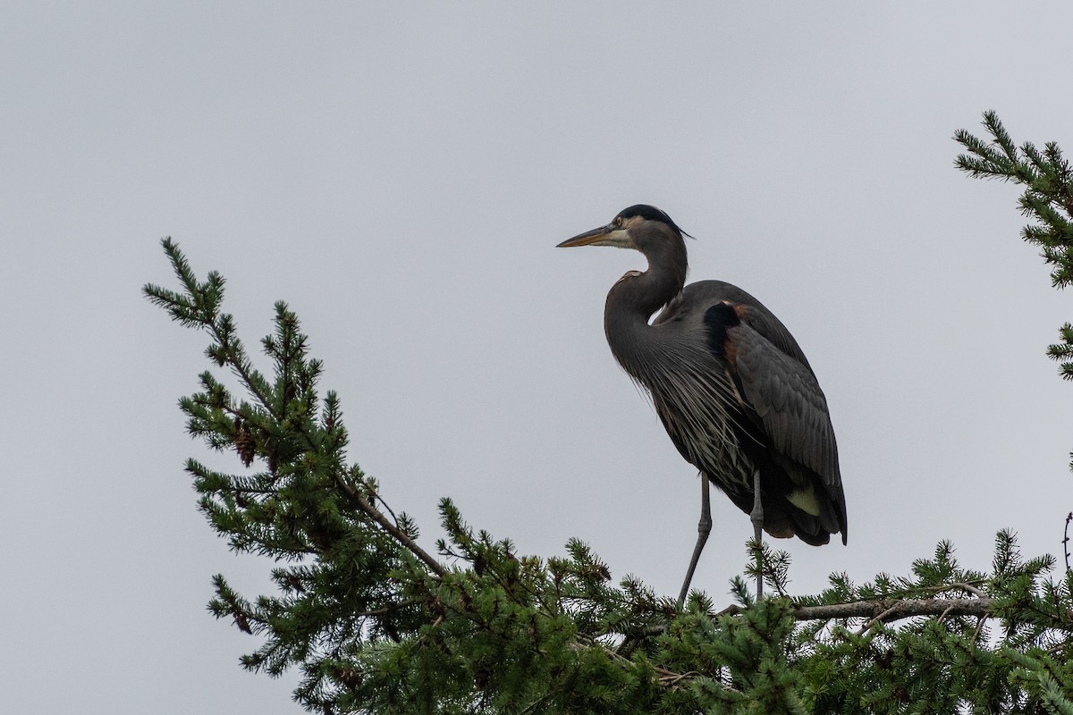 Great Blue Heron - ML610187398