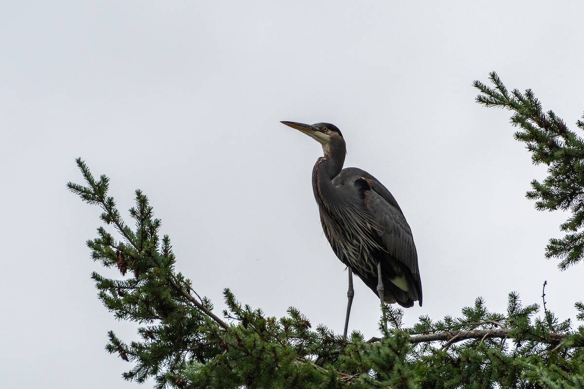 Great Blue Heron - ML610187399