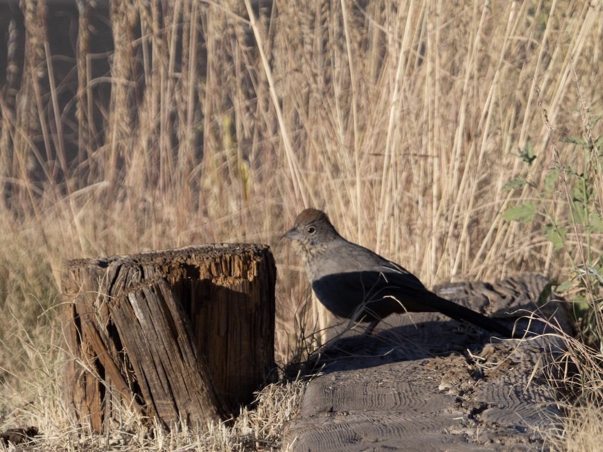 Canyon Towhee - ML610187402