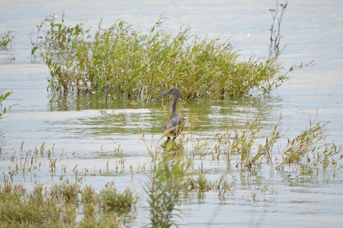 White-faced Ibis - ML610187586