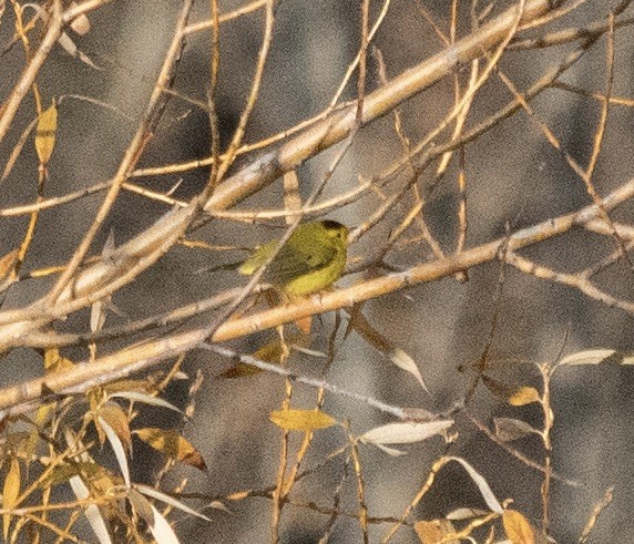 Wilson's Warbler - ML610187685