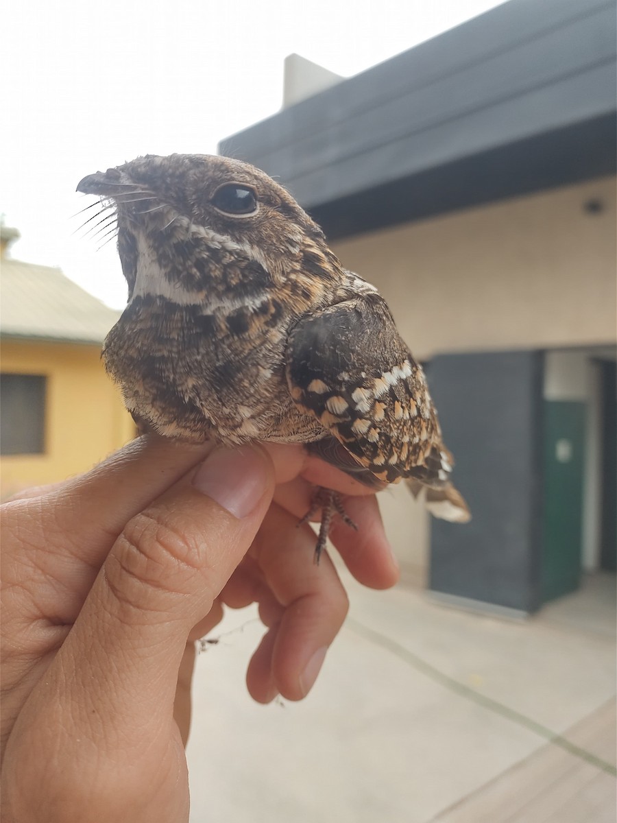 Little Nightjar - Matias Almeida