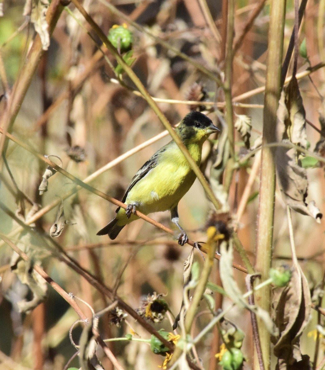 Lesser Goldfinch - ML610187742