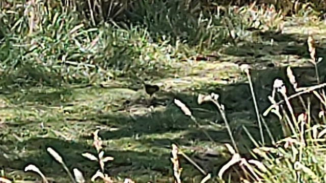 Hawaii-Amakihikleidervogel (virens) - ML610187921