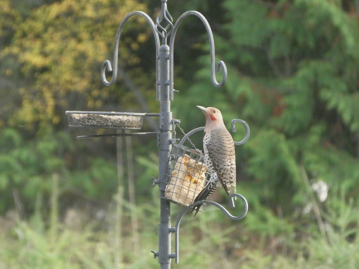 Northern Flicker - ML610187988