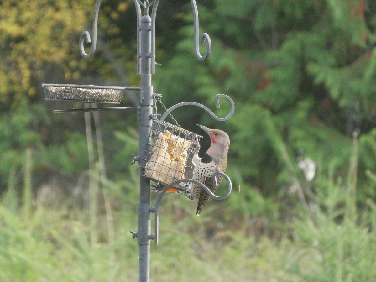 Northern Flicker - ML610187989