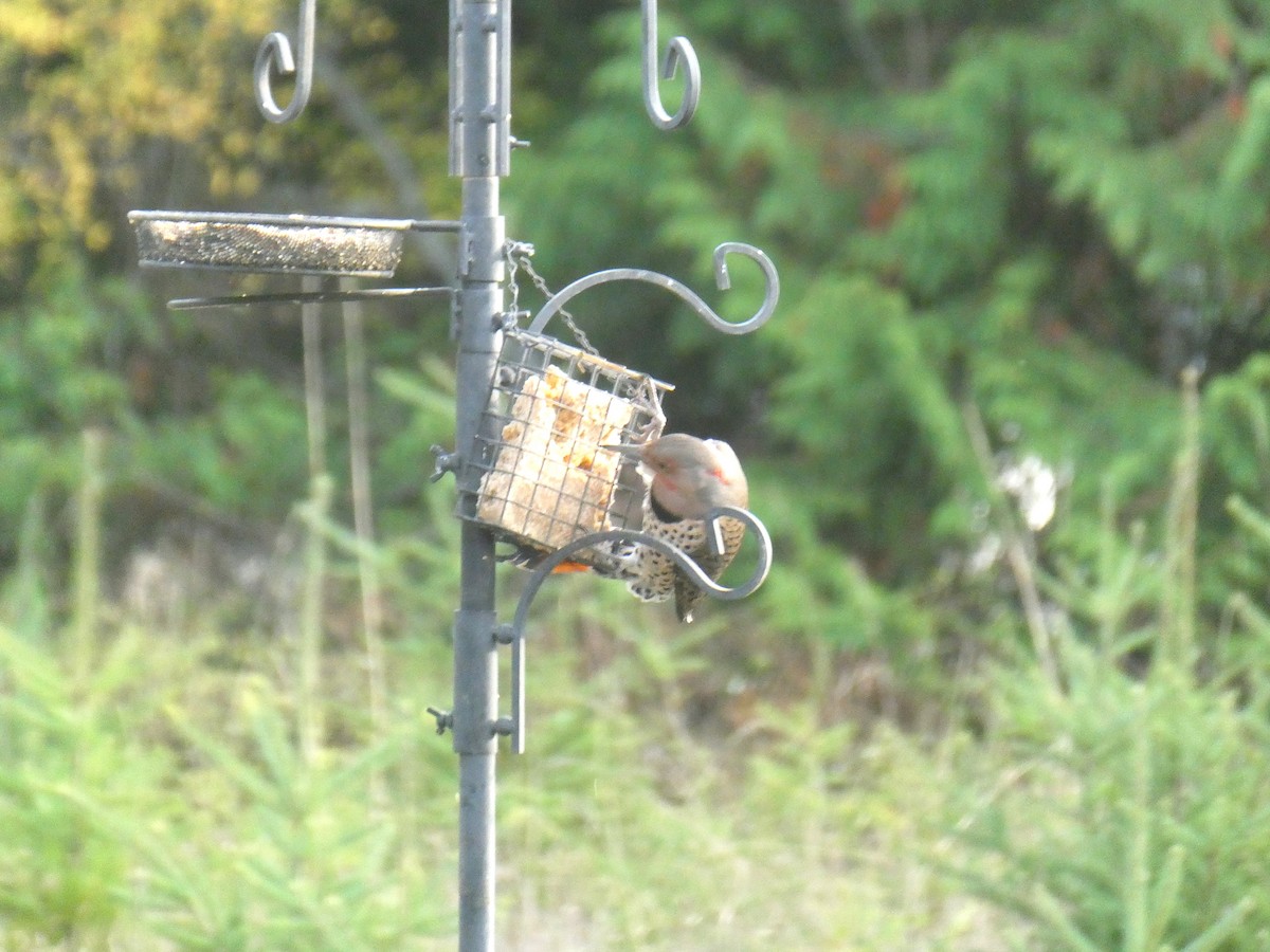 Northern Flicker - ML610187990