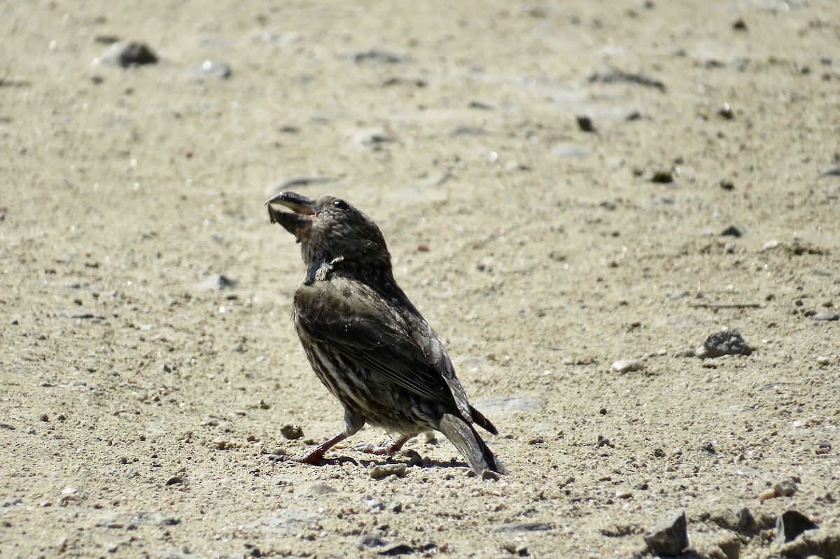 Red Crossbill - ML610188009