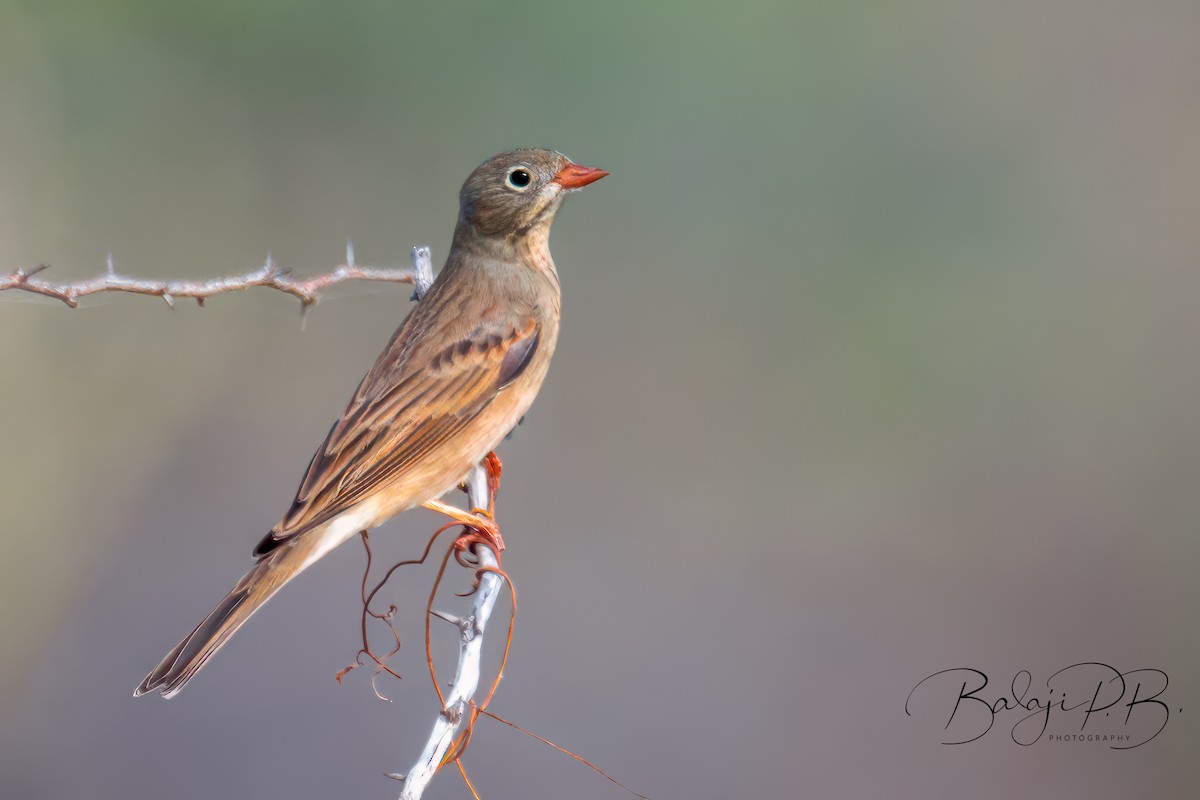 Gray-necked Bunting - ML610188011