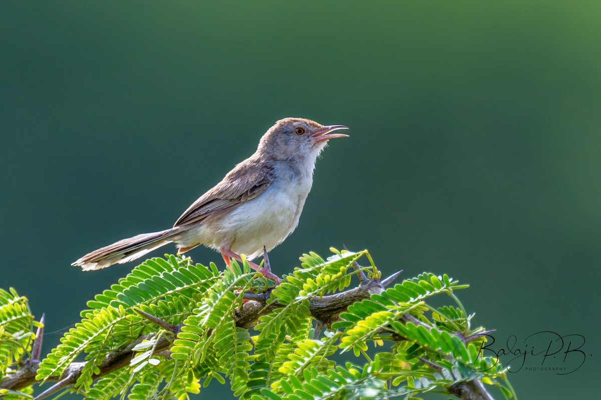 Rufous-fronted Prinia - ML610188018