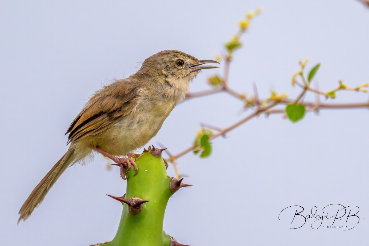 Jungle Prinia - ML610188022