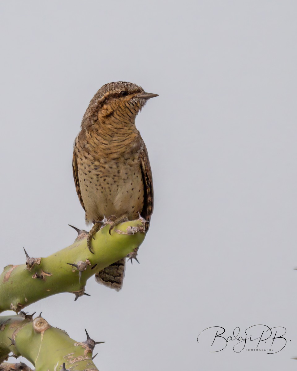 Eurasian Wryneck - ML610188027