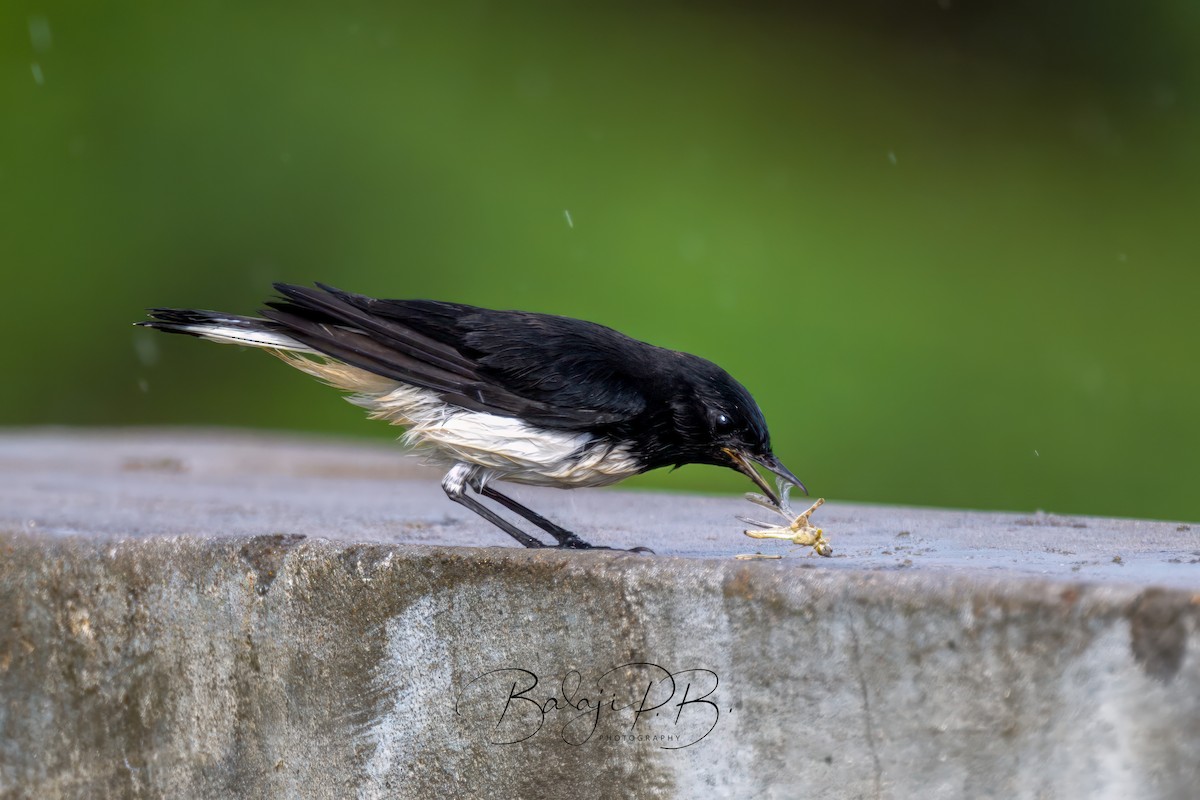 Variable Wheatear - ML610188039