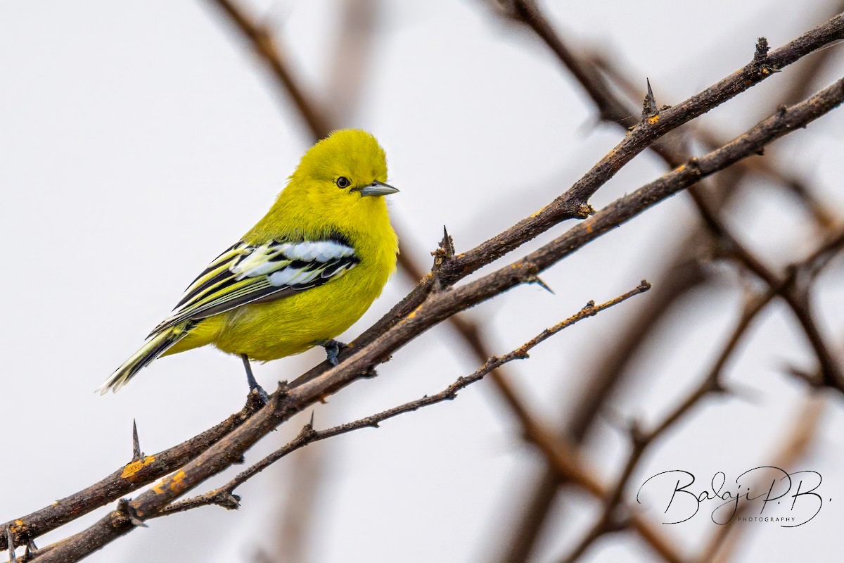 White-tailed Iora - ML610188051