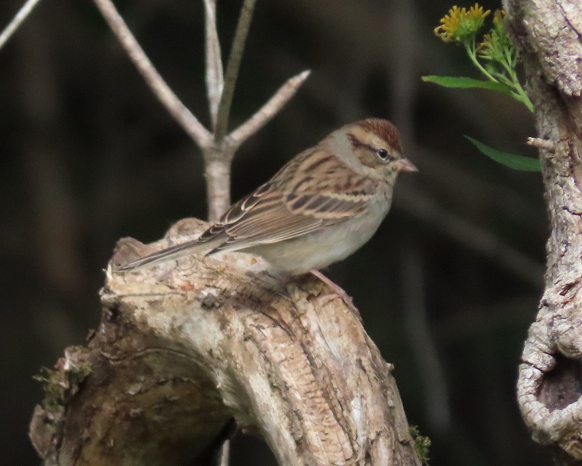 Chipping Sparrow - ML610188052