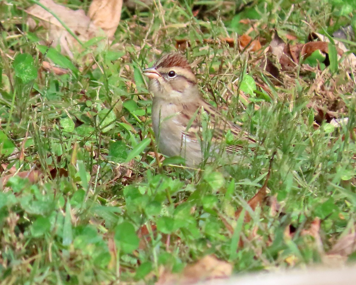 Chipping Sparrow - ML610188053