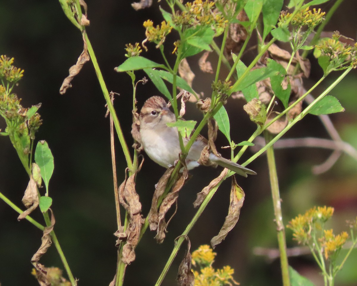 Chipping Sparrow - ML610188054