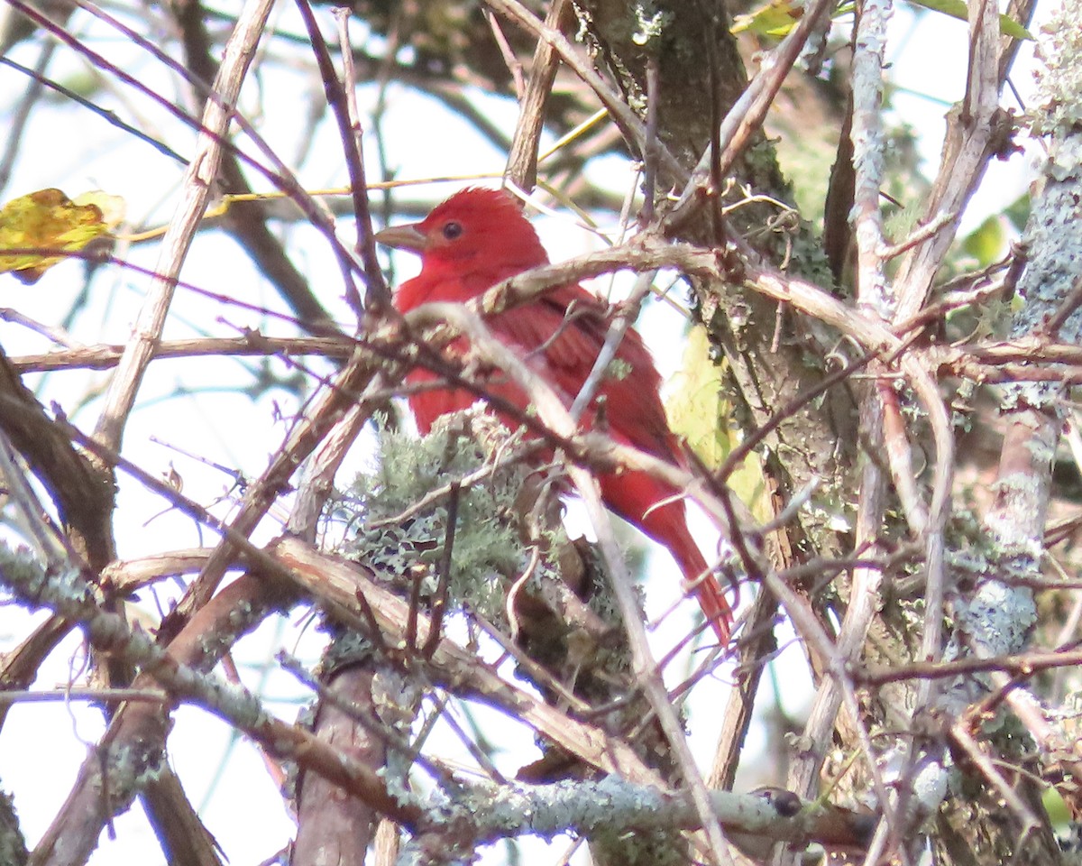 Summer Tanager - ML610188058