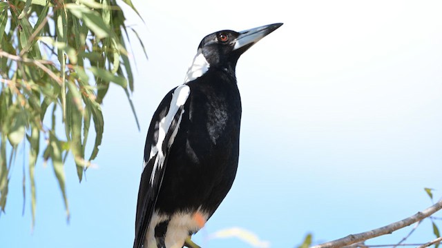 Australian Magpie - ML610188060