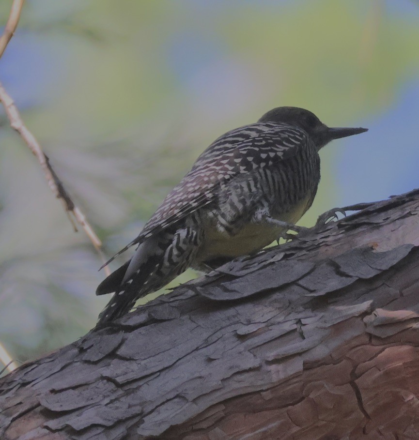 Williamson's Sapsucker - ML610188176