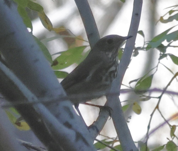 Hermit Thrush - Gretchen Framel