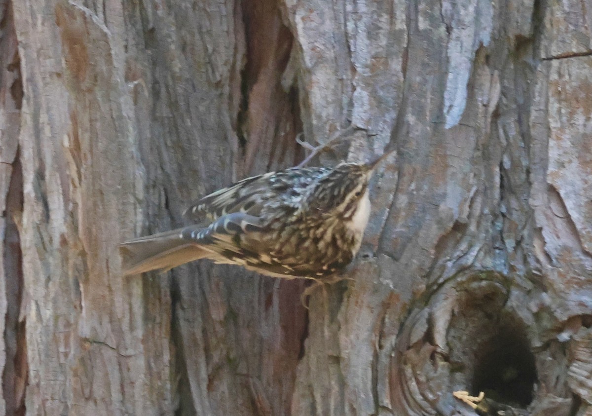 Brown Creeper - Gretchen Framel