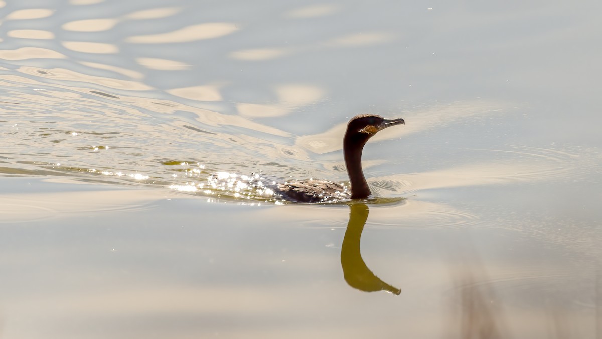 Neotropic Cormorant - ML610188224