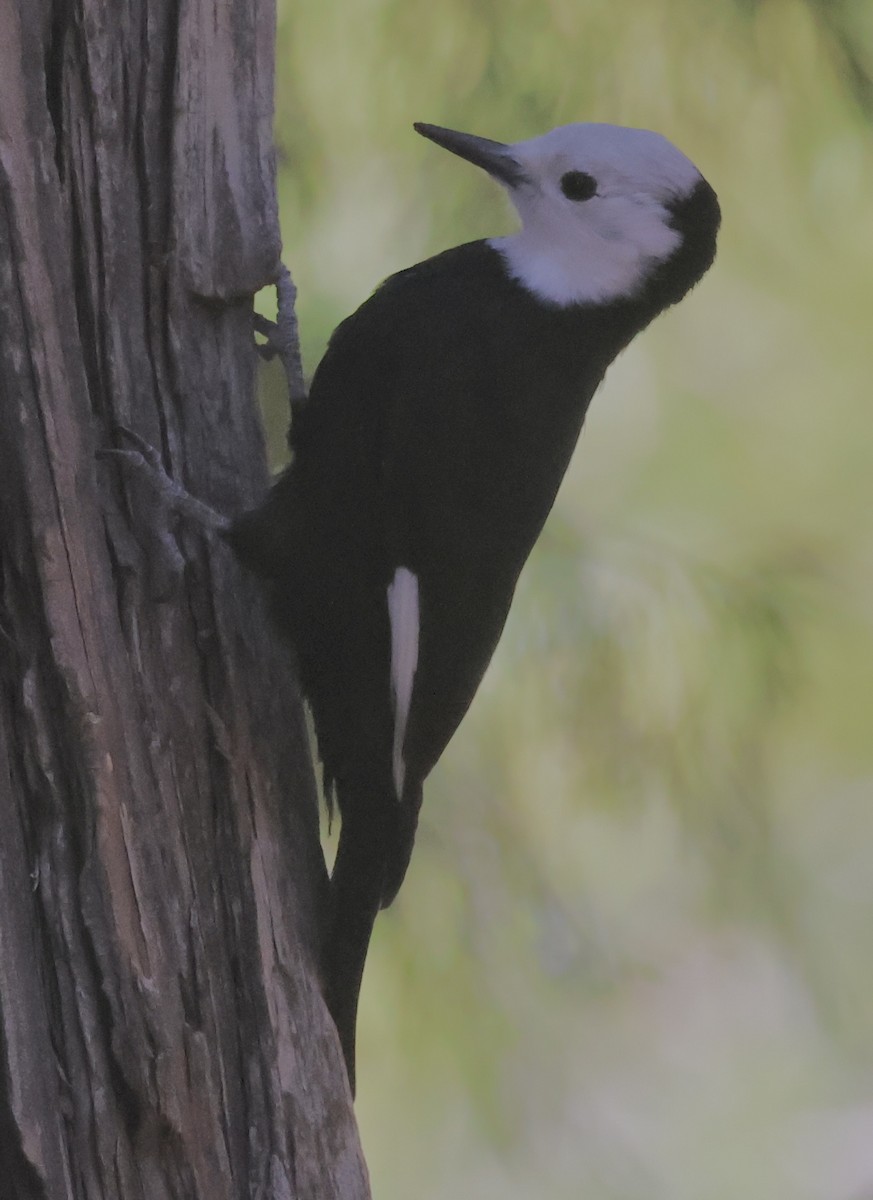 White-headed Woodpecker - ML610188278