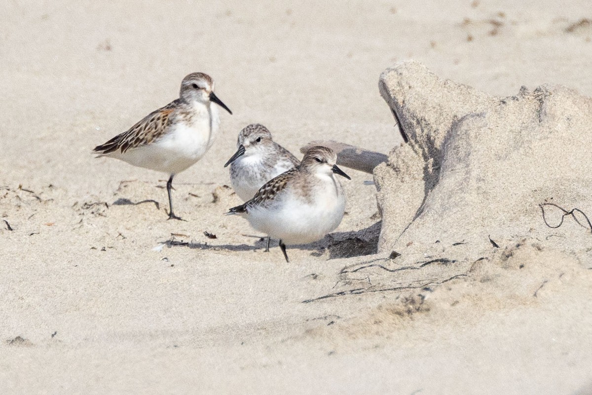 Red-necked Stint - ML610188290