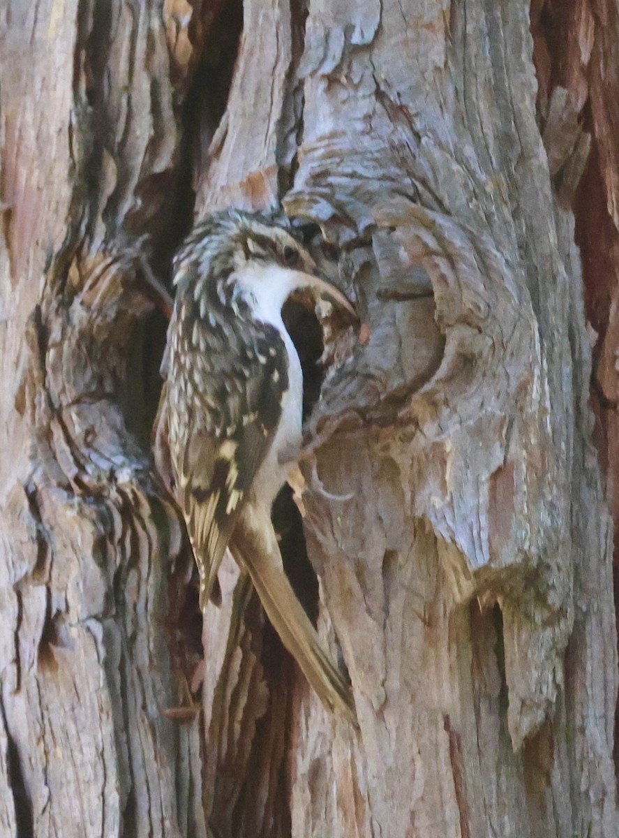 Brown Creeper - ML610188310