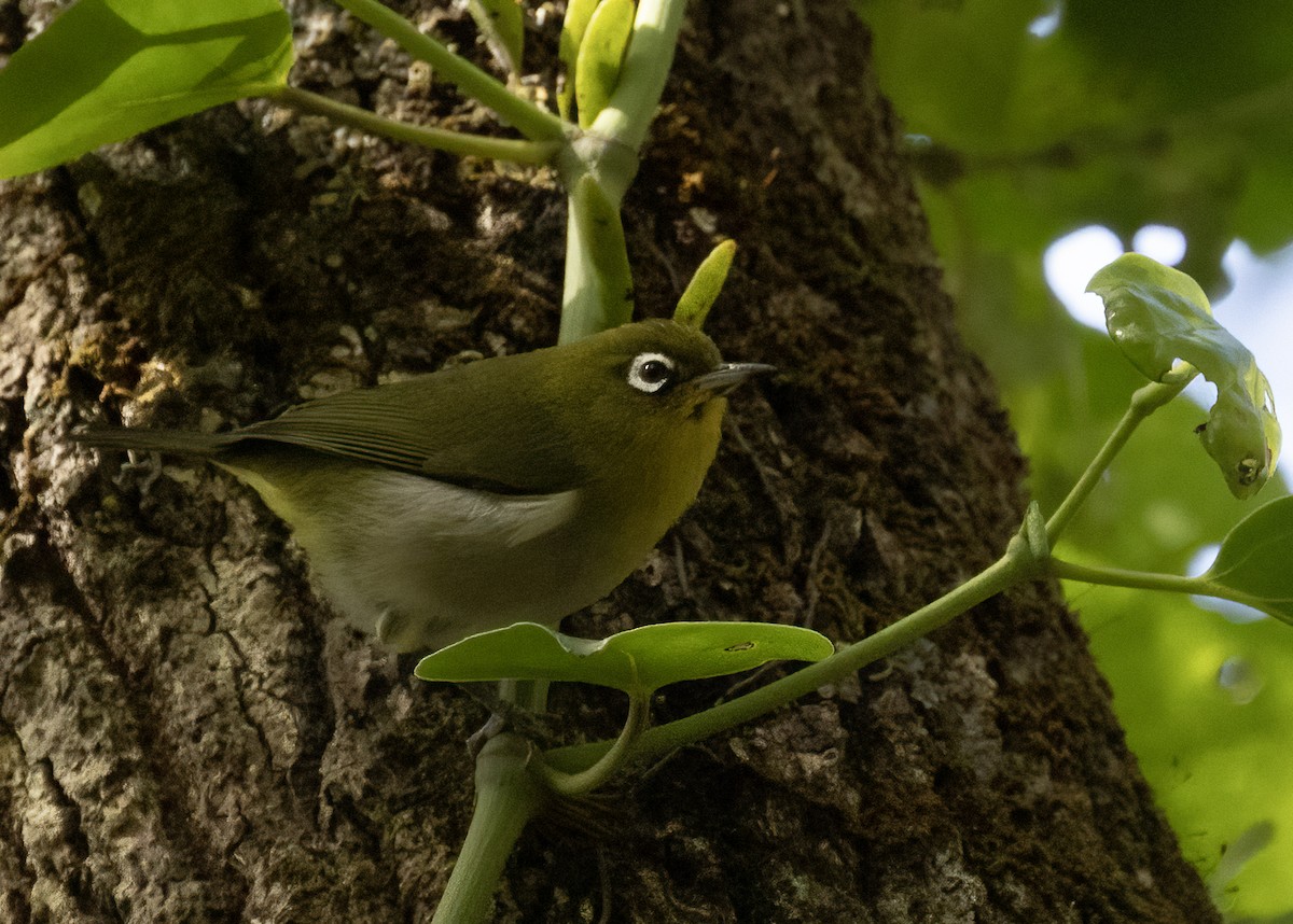 Zostérops à dos vert - ML610188426