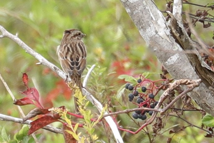 Song Sparrow - ML610188452