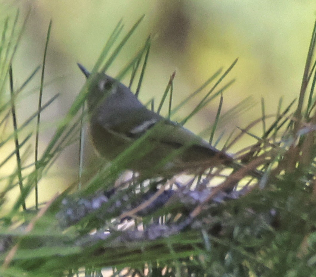 Ruby-crowned Kinglet - ML610188494