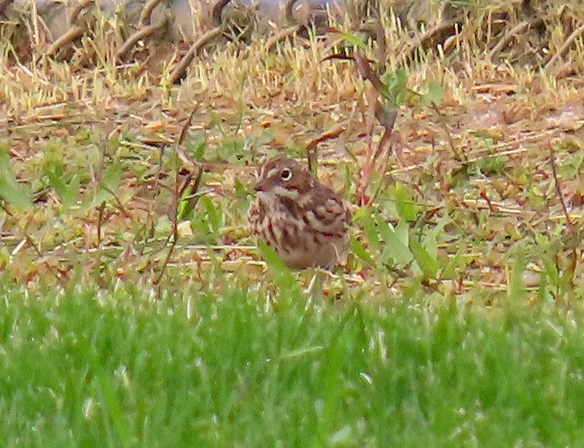 Vesper Sparrow - ML610188503