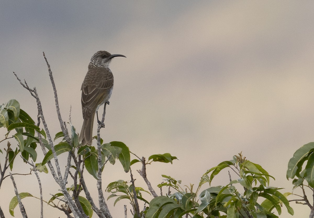 Barred Honeyeater - ML610188550