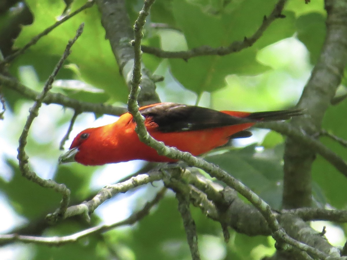 Scarlet Tanager - ML610188594