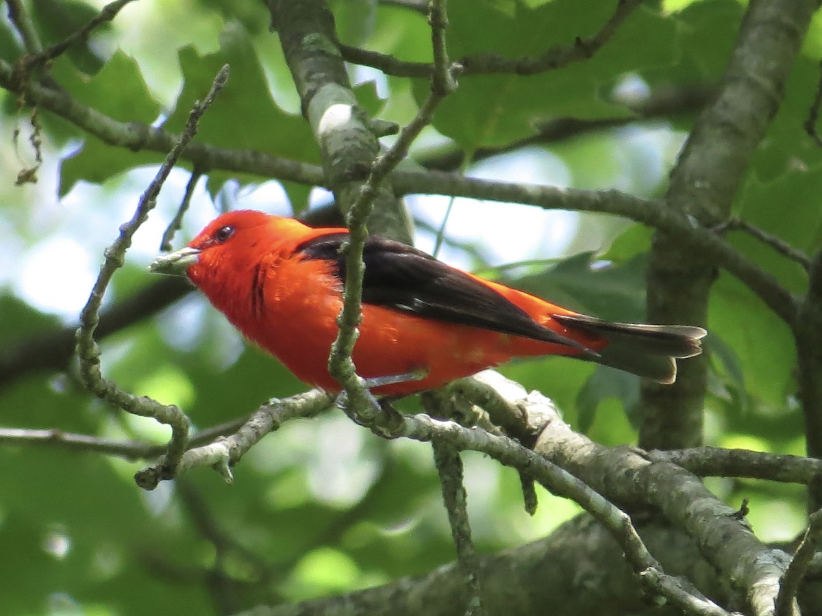Scarlet Tanager - ML610188595
