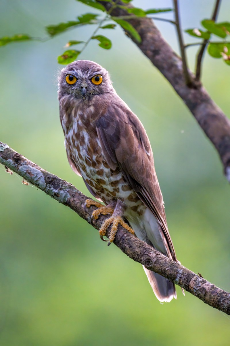 Brown Boobook - ML610188632